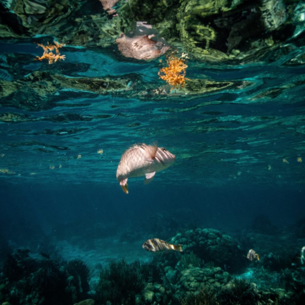Ein Unterwasserbild an einem Riff. Man sieht mehrere Fische im kristallklaren Wasser. Ein absolut toller Tauchspot
