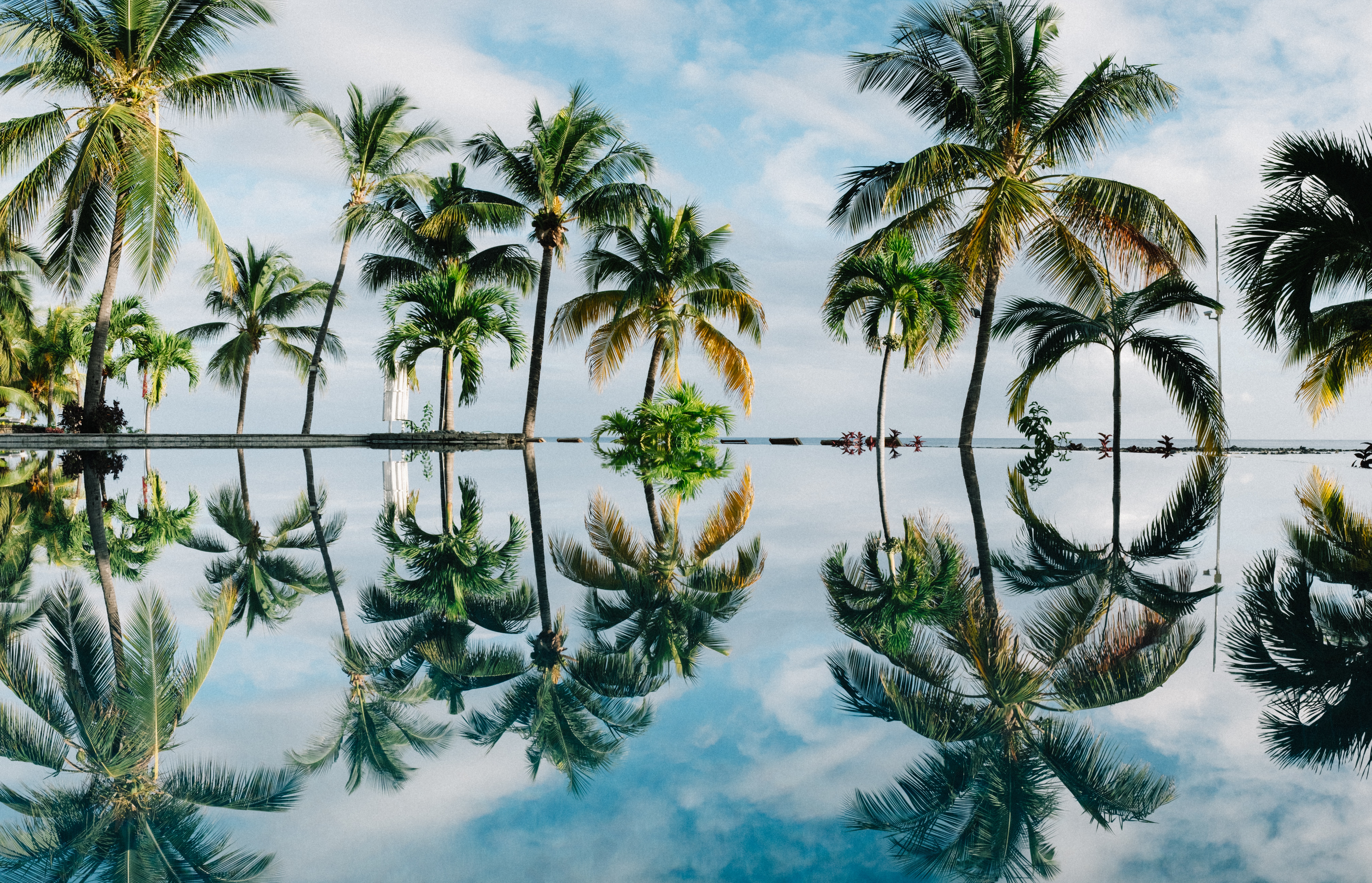 Palm trees Mauritius