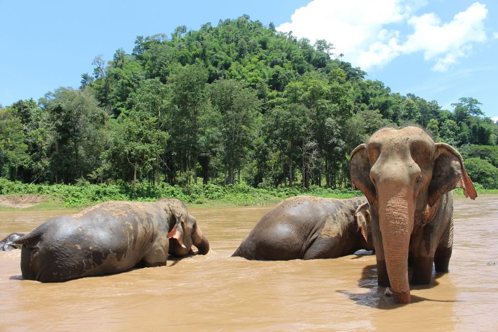 Elephants at Elephant Nature Park in Chiang Mai Thailand, one of the best experiences to be had in the world
