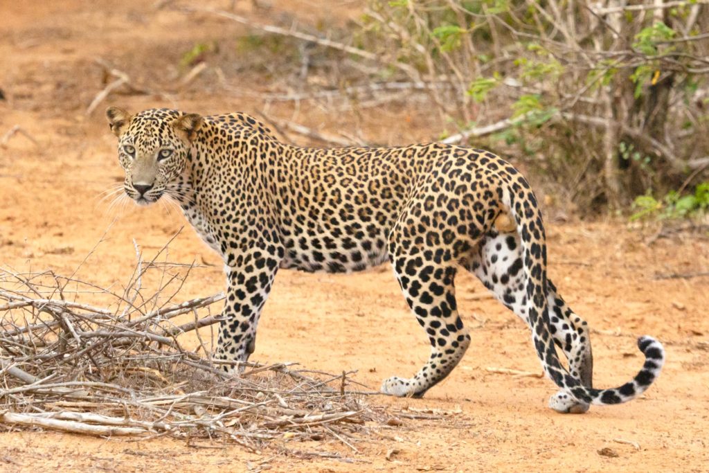 A Sri Lankan leopard at the Yala National Park in Sri Lanka