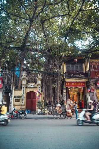 Riesiger Baum zwischen Häusern in Hanoi, Vietnam
