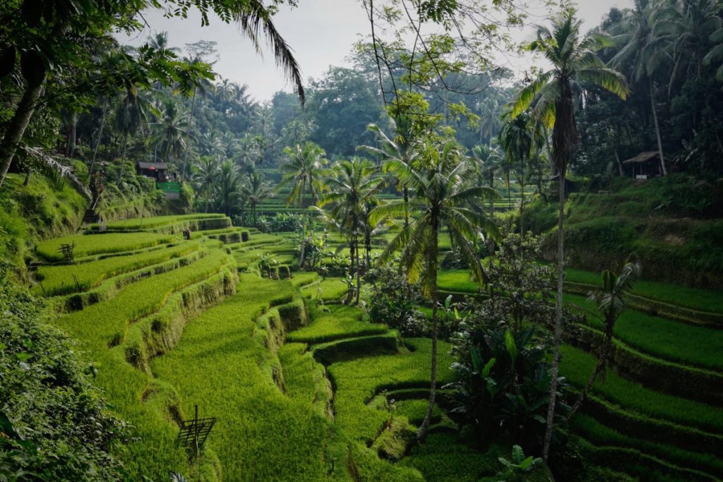 Grüne Reisfelder Terassen in Süd Ost Asien 