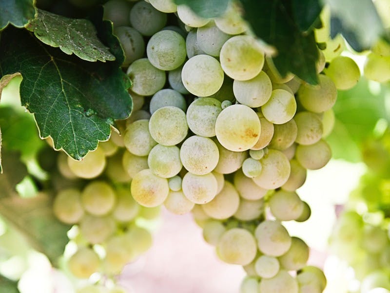 Weintrauben in Spanien zu Silvester