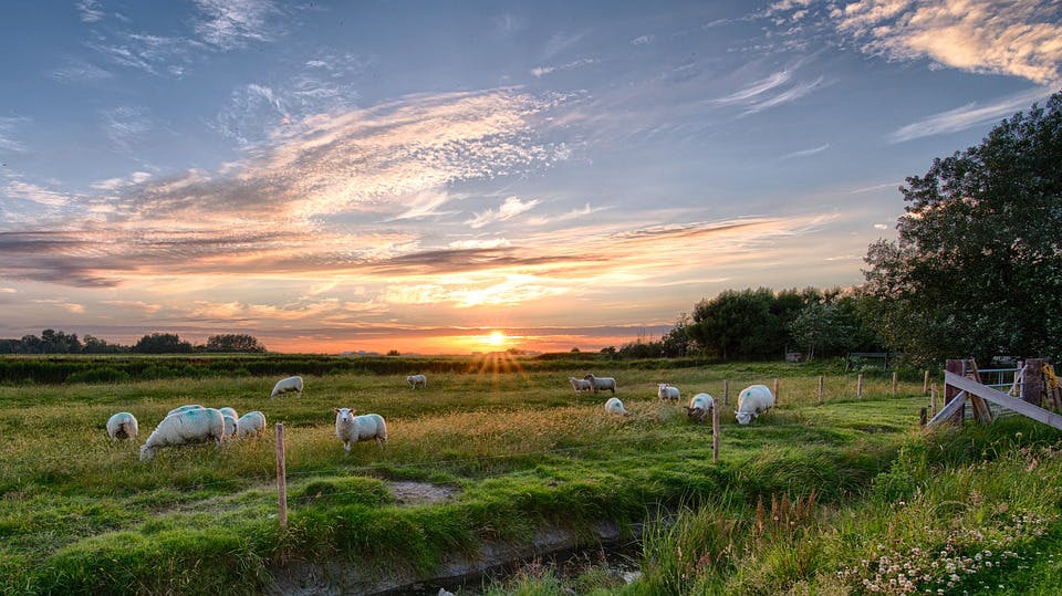 places to visit in germany Pellworm, sunrise over a field of sheep