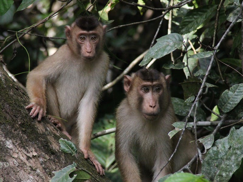Zwei Affen in Borner, sitzen auf einem Baum