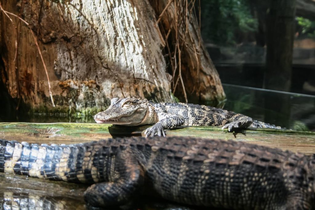 Abenteuer Reisen - Kenia - Krokodile
