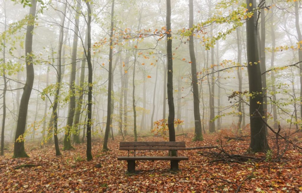 Holzbank inmitten eines hessischen Waldes im leichten Nebel