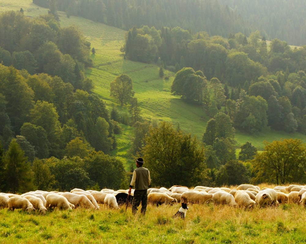 Bücher und Filme zum Thema Reisen: Schäfer mit einer Schafherde auf einer grünen Wiese