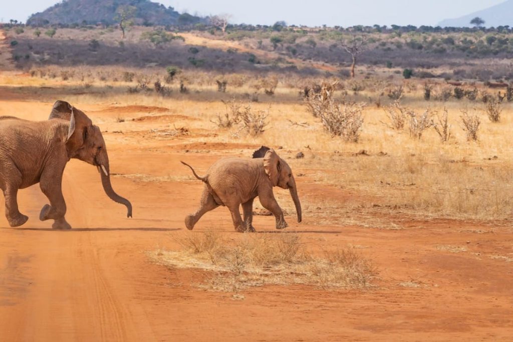 Babyelefant und größerer Elefant laufen von links durch die kahle Savanne