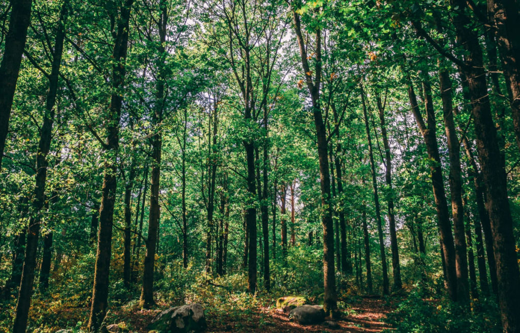 Der Spreewald in Brandenburg, ein inspirierender Ort in Deutschland voll von dunkelgrünen Bäumen wie in einem Dschungel
