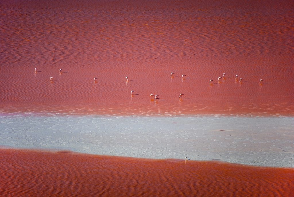 Laguna Colorada in Bolivia with flamingos swimming in the bright red water.