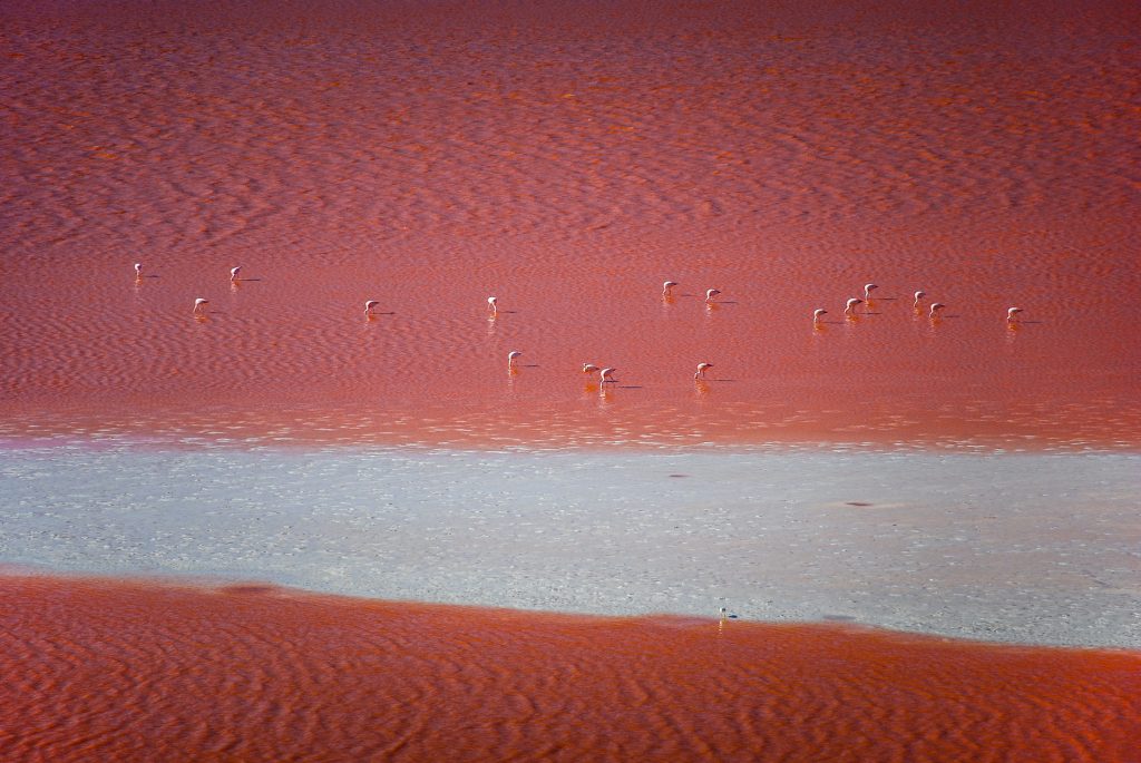 Laguna Colorada in Bolivia with flamingos swimming in the bright red water.