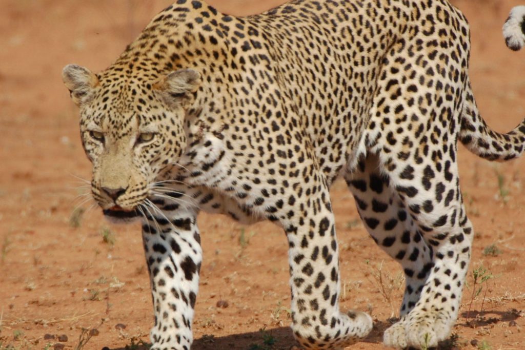A leopard in the desert