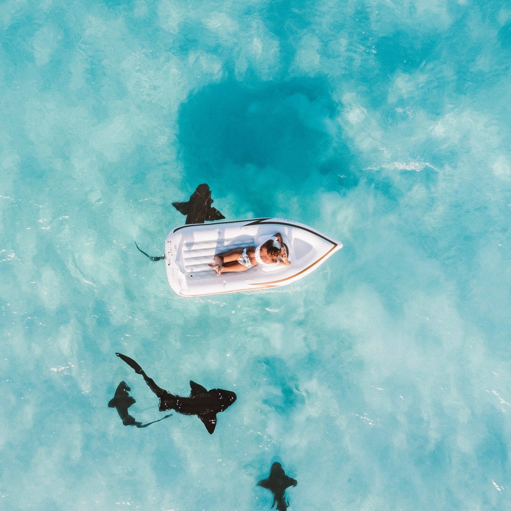 Ein weißes Gummiboot auf kristallklarem Wasser, unter dem Boot Schwimmen Tigerhaie, an einem der besten Tauchspots der Welt.  