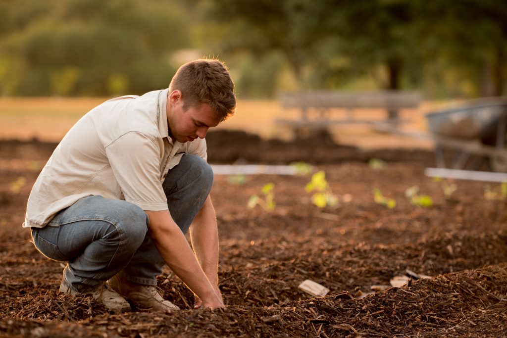 A man who is wearing a white shirt and blue pants is planting a tree in the brown soil.