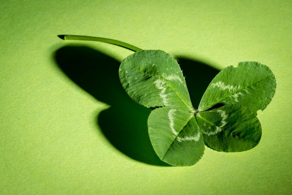 The symbol of luck, a four-leaf clover- in honor of celebrating Saint Patrick's Day in 2021