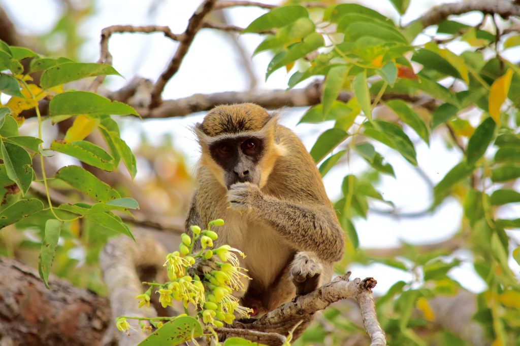 Mole National Park in Ghana with a monkey eating grapes.