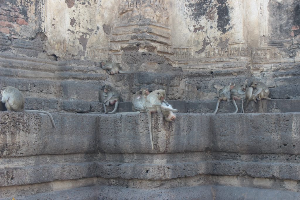 Viele kleine Affen sitzen auf einem Tempel zusammen