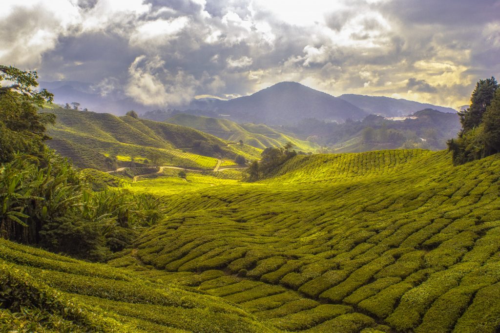 Cameron Highlands in Malaysia with green tea plantations and mountains.