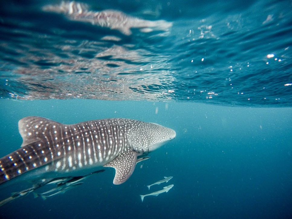 A whale shark swimming in the ice blue water of the ocean traveling alone as a woman