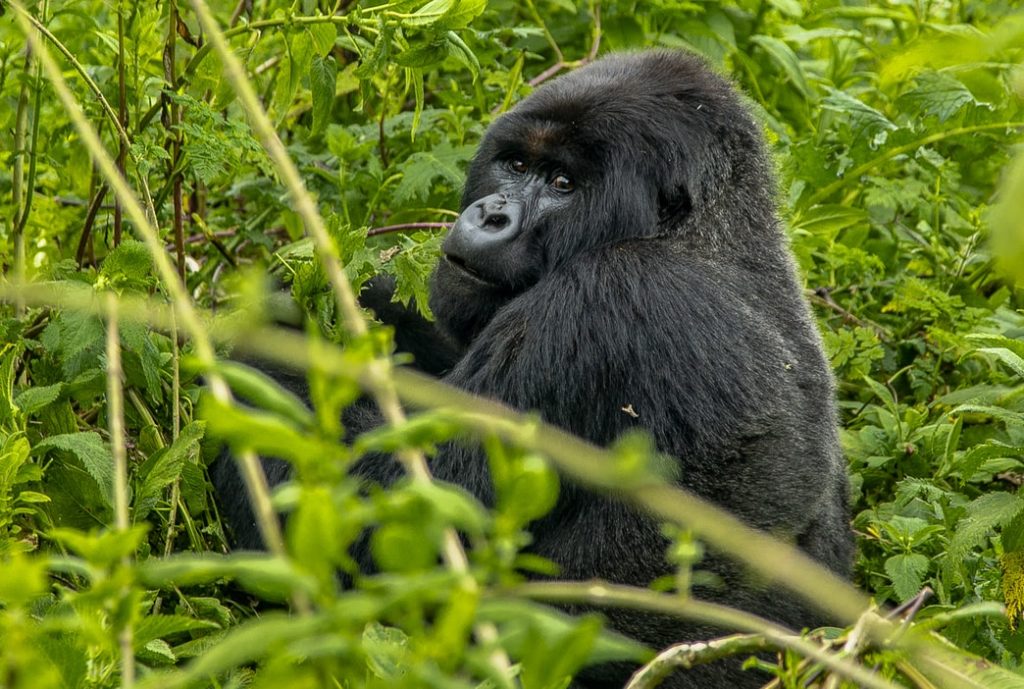 An adult gorilla in the deep jungle of Sumatra watching into the camera a perfect place to travel alone as a woman