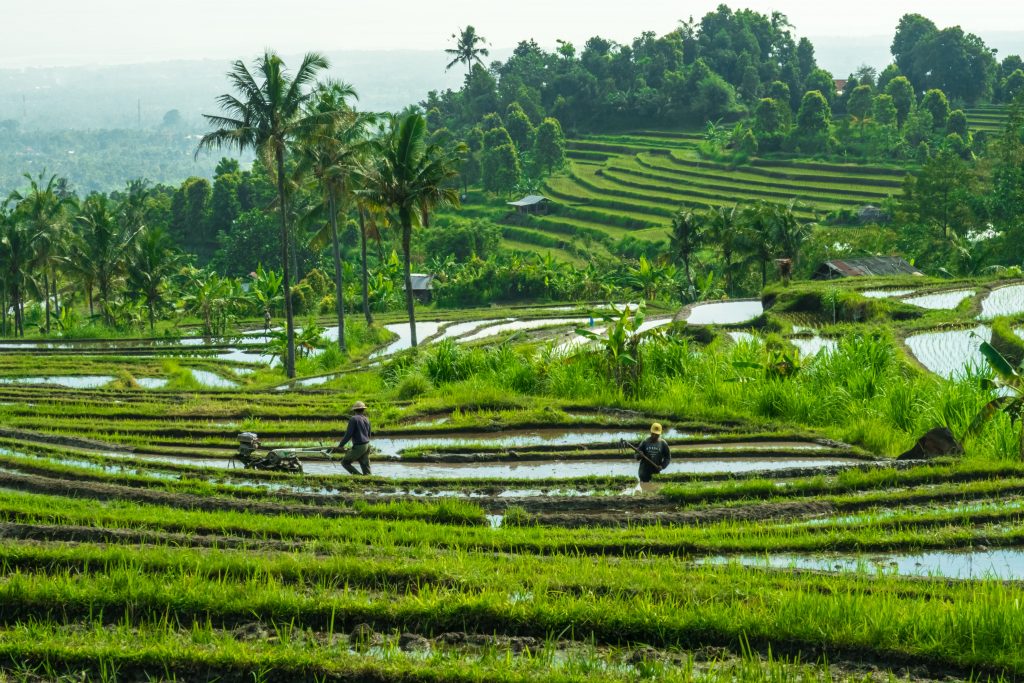 Insider tip in Bali is to be hypnotised by the rice terraces in Indonesia.