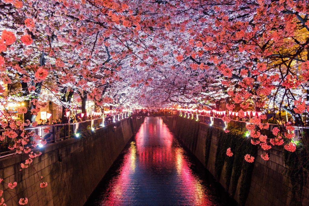 Blick auf beleuchteten Kanal in Japan, umgeben von Kirschblüten