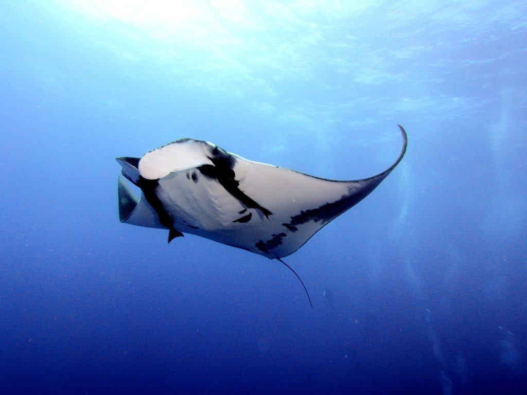 insider tips in Bali to scuba dive with oceanic manta rays in the blue sea.