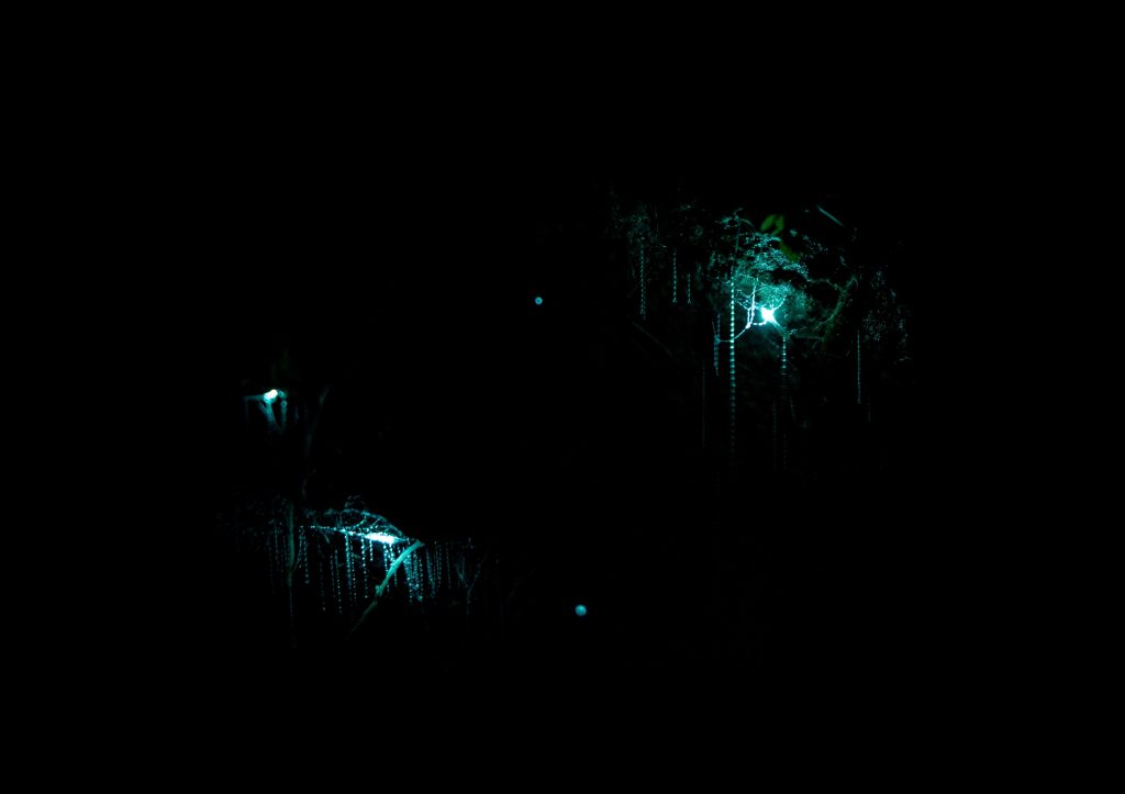 Waitomo Glowworm caves in the dark.