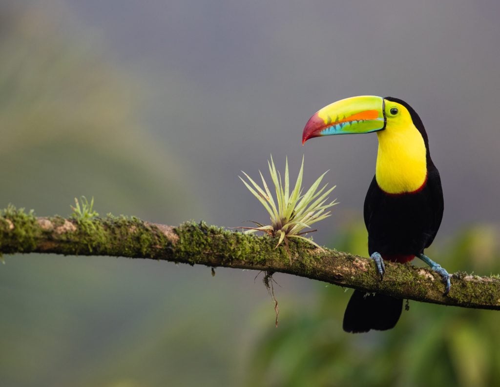 ein Toucan der auf einem Ast sitzt - ein berühmter Vogel in Costa Rica 