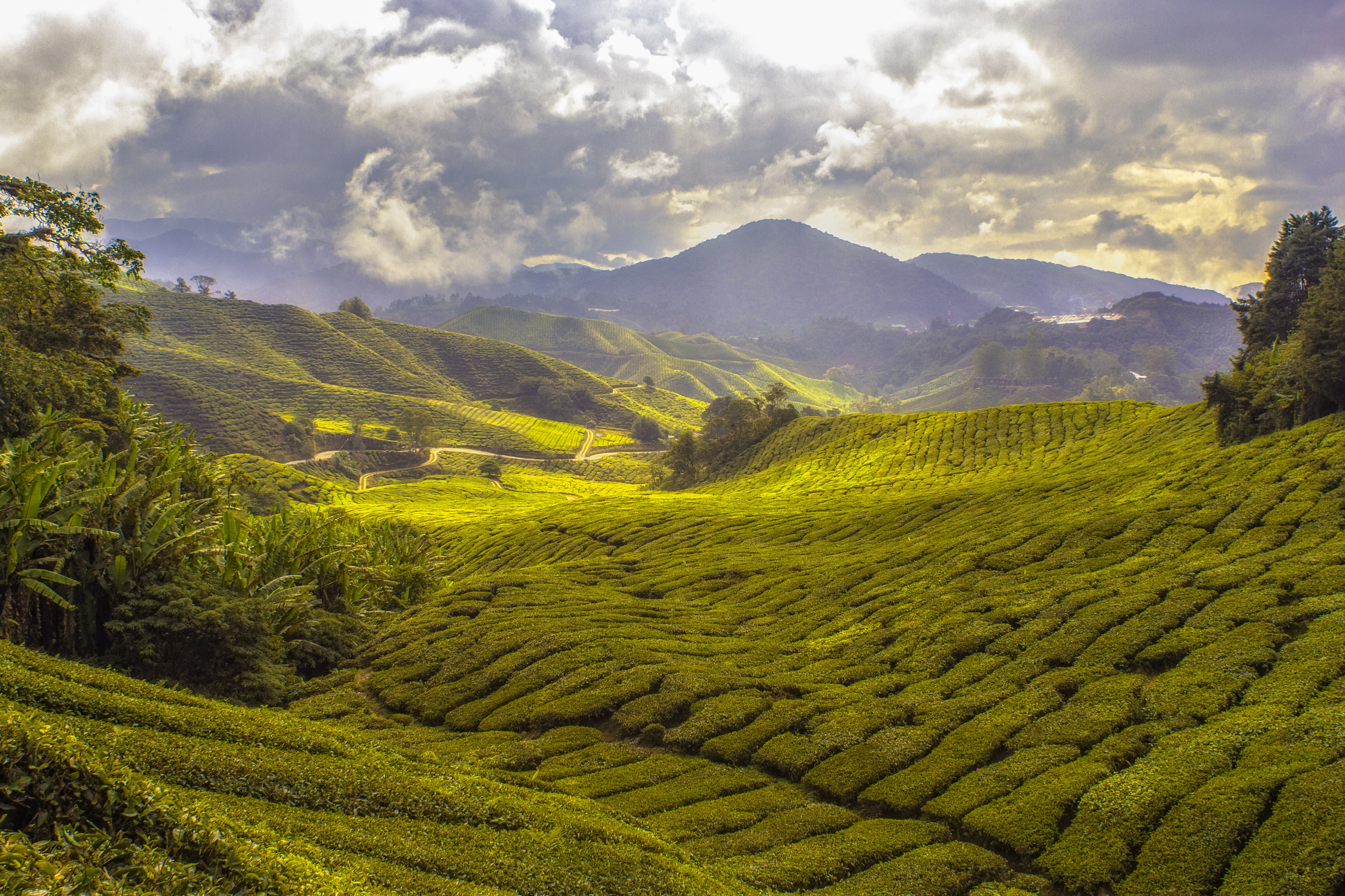 The Cameron Highlands in Sri Lanka are home to many tea plantations.