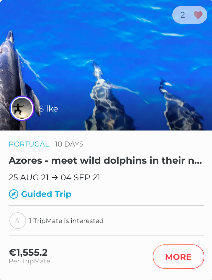 A trip in Portugal to meet wild dolphins.