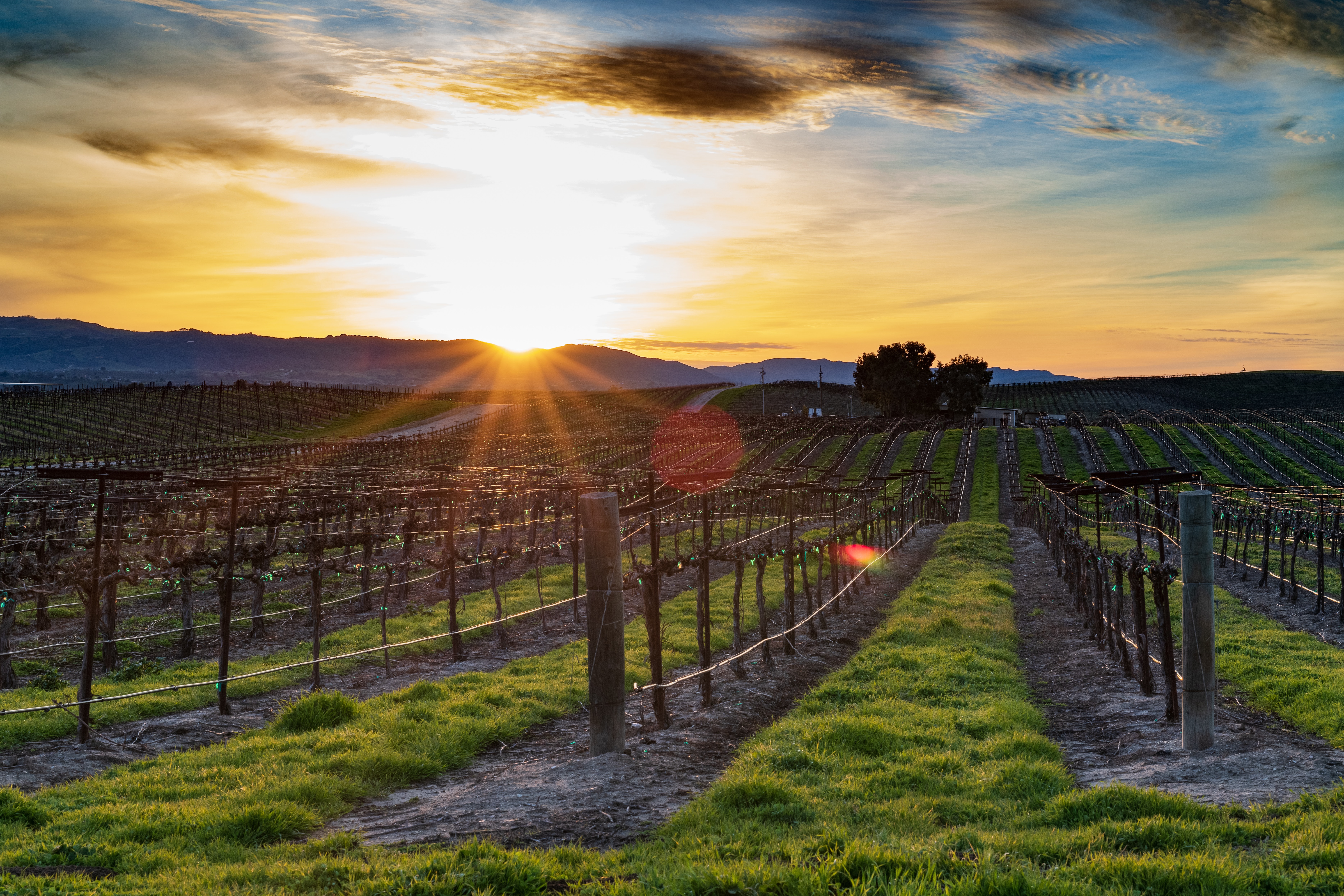 Grape Vines during sunset in Napa Valley.