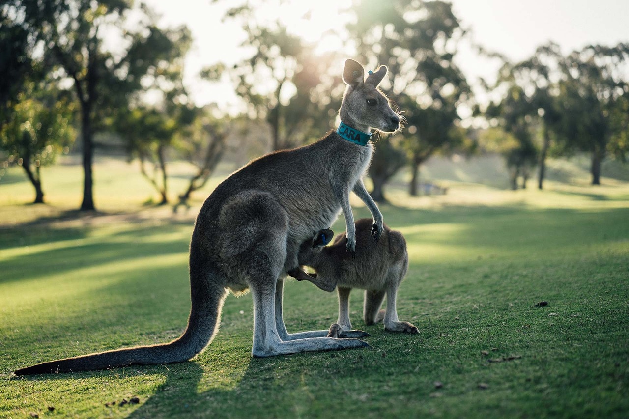 Mom and baby kangaroo in Australia