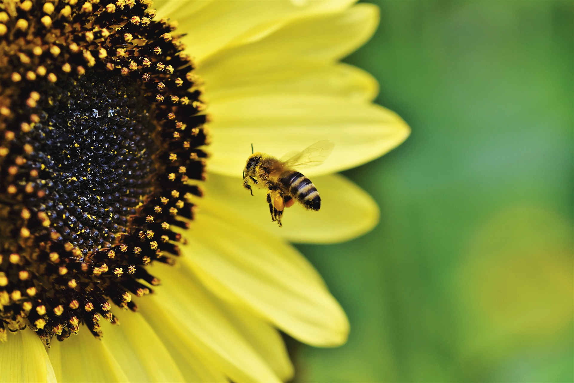 A  close-up of a bee flying to pollinate a sunflower