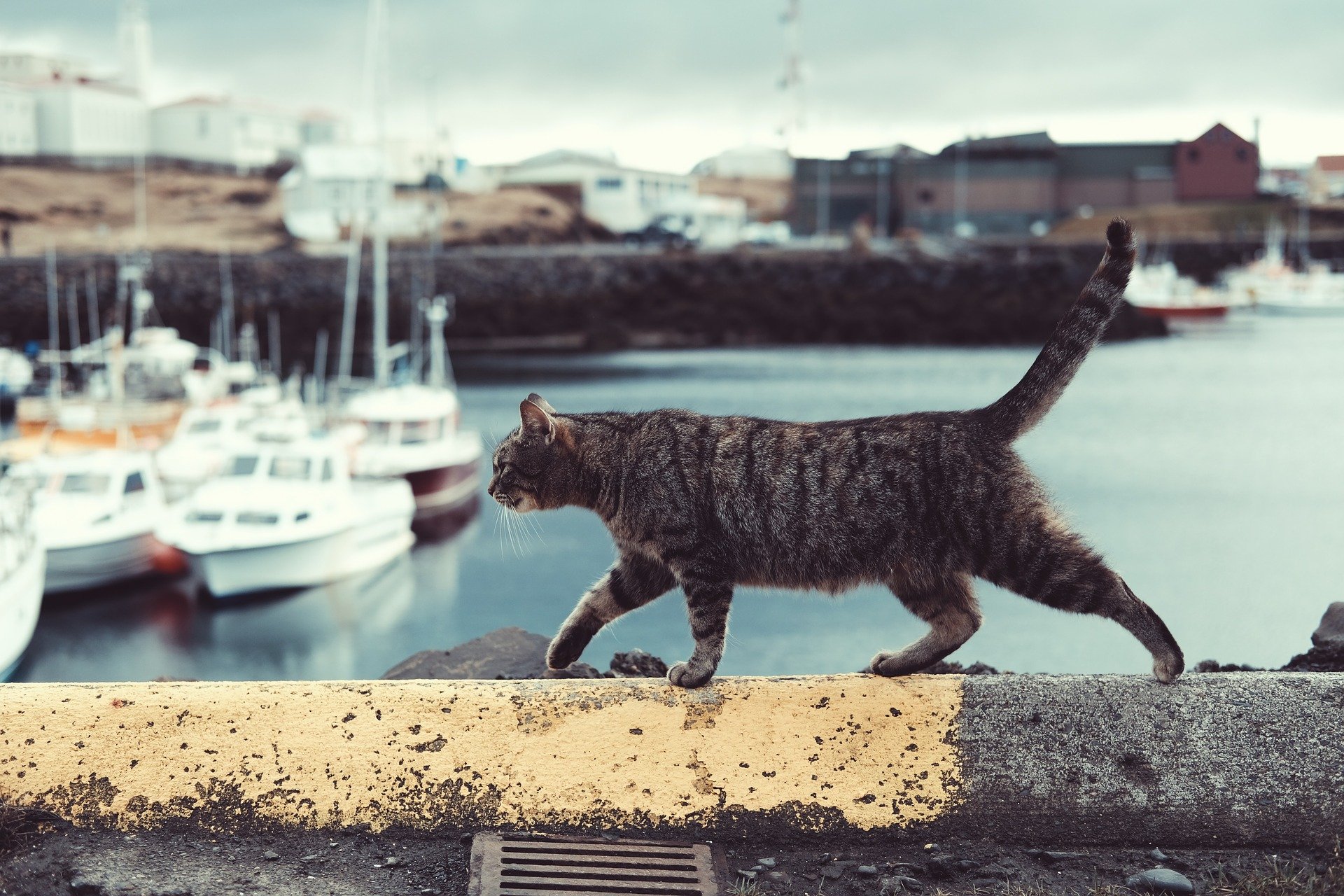A cat walking on a wall in front of a harbor