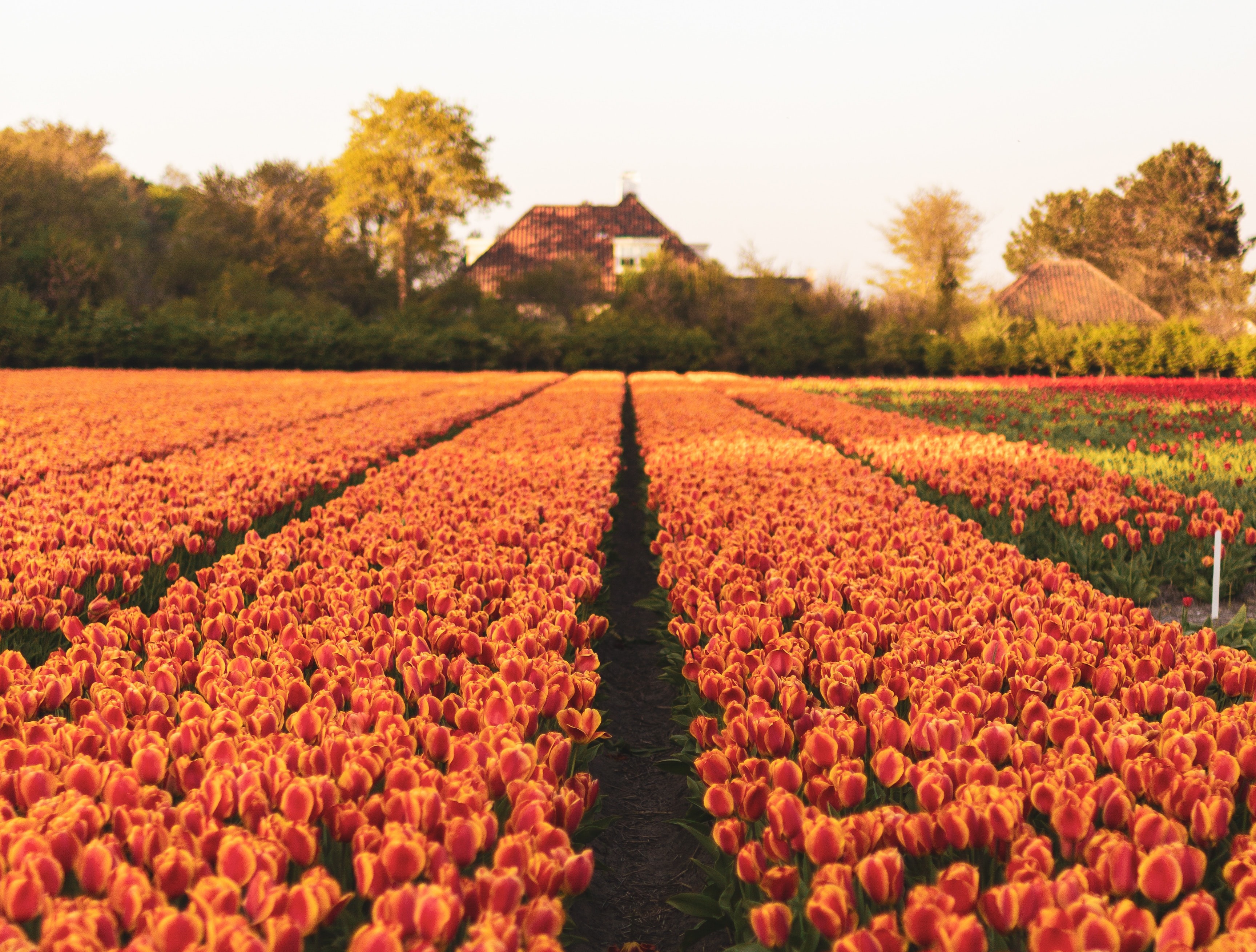 Keukenhof in netherlands with tulips.