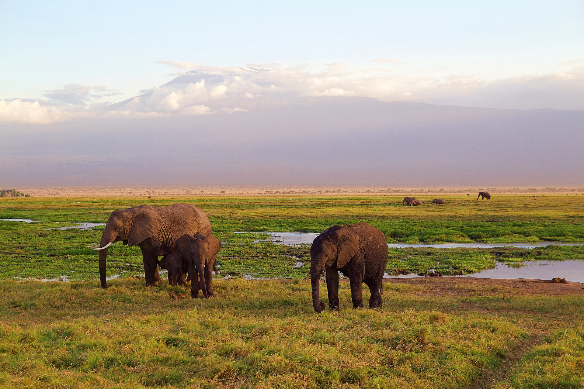 Three elephants on a savannah at sunrise