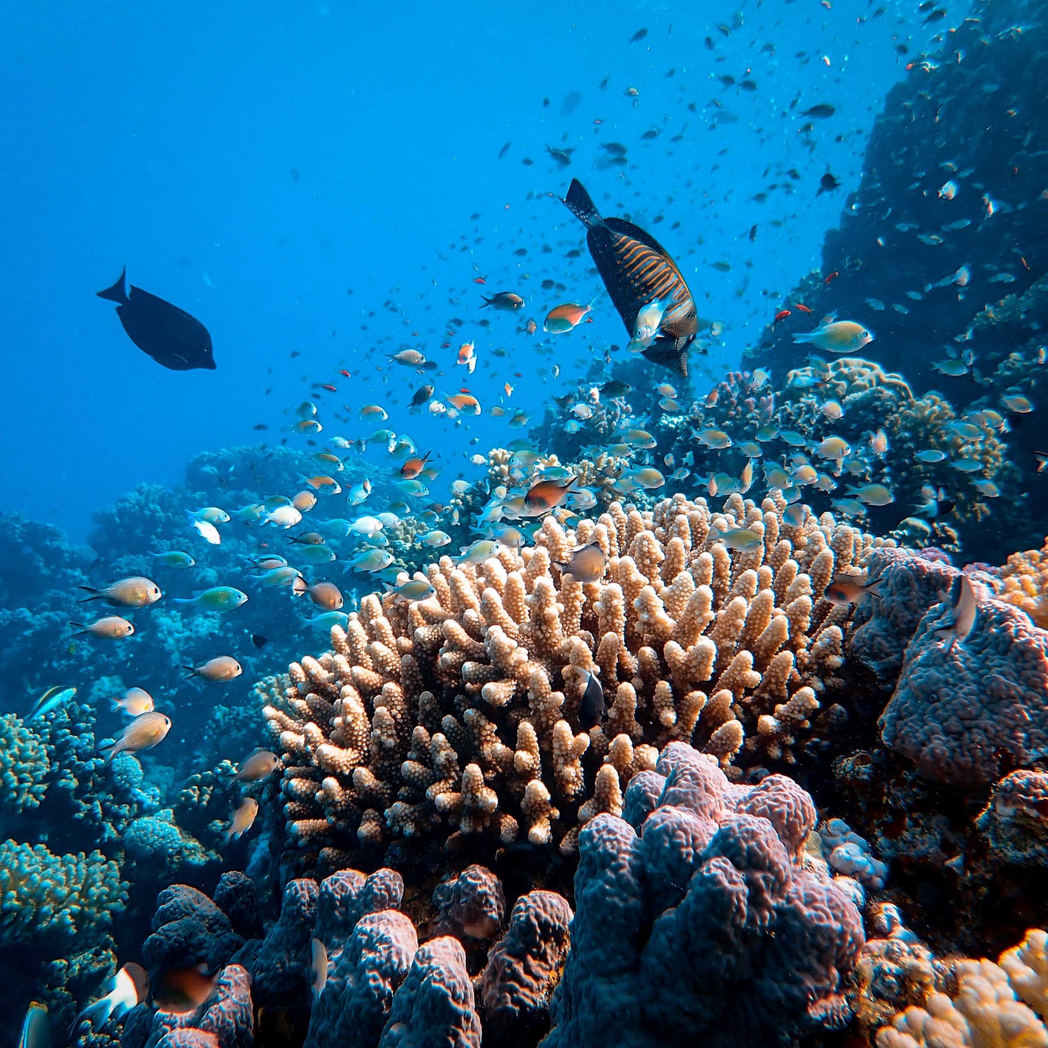 A coral reef in the Red Sea with many fish and also one of the best diving spots in the world.