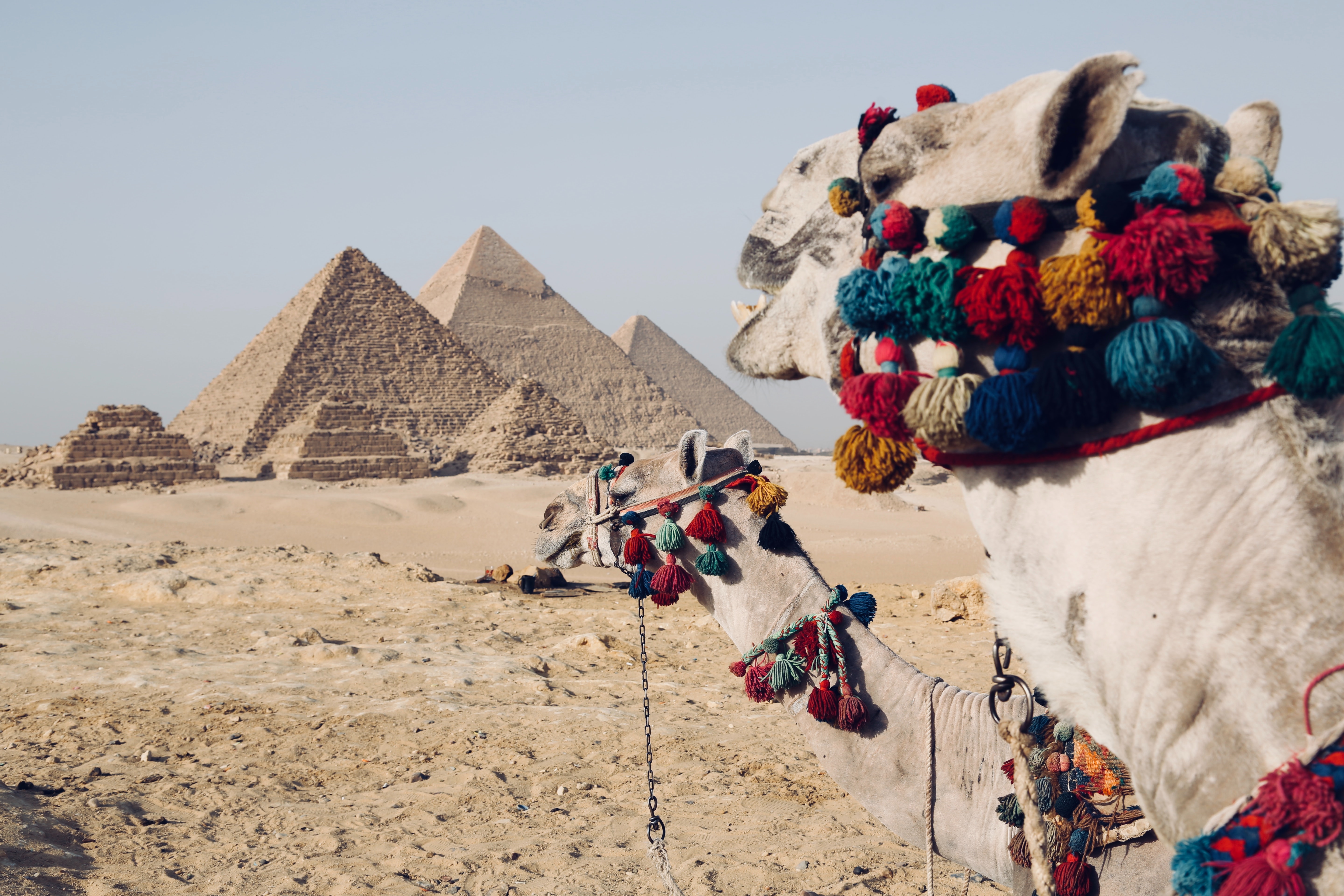 The Pyramids of Giza in Egypt with a camel.
