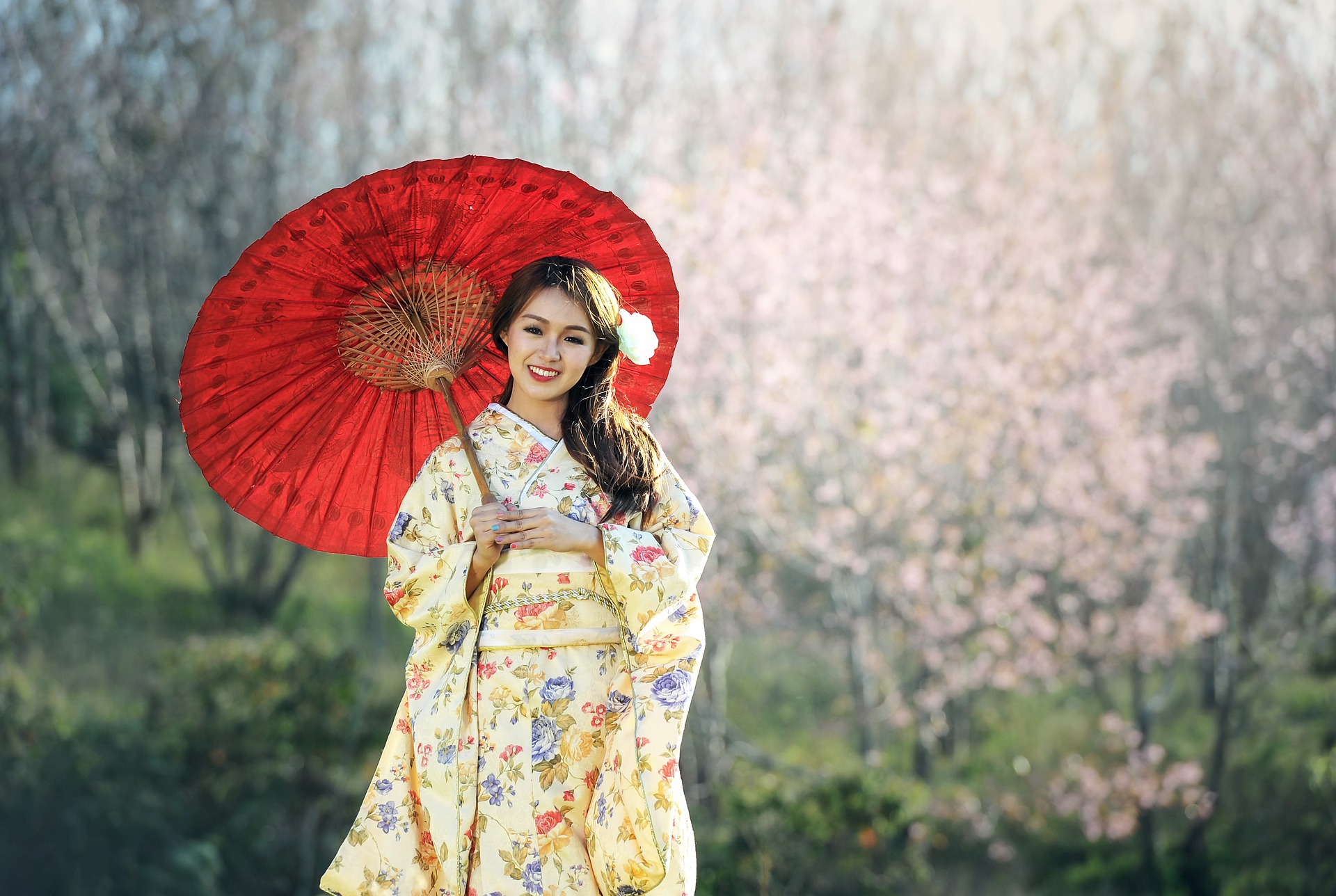 Geisha with red umbrella in front of cherry blossoms in Japan
