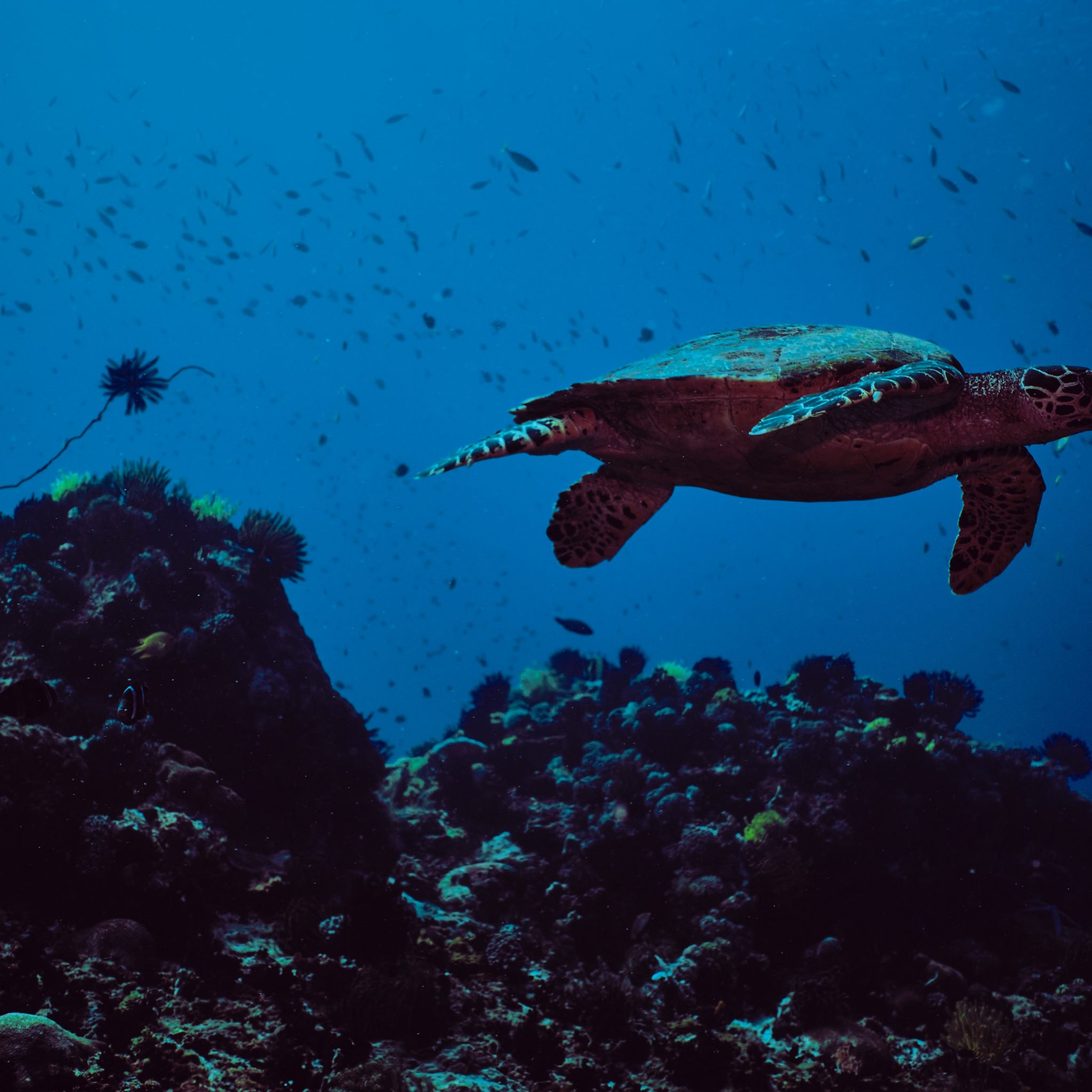 The best diving spots in the world with a turtle swimming in the dark blue sea.