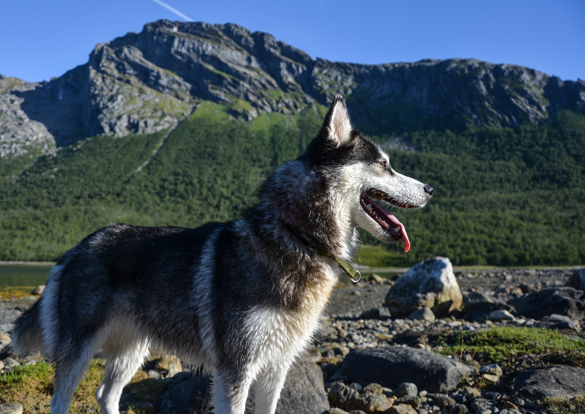 A husky close-up in front of a mountain