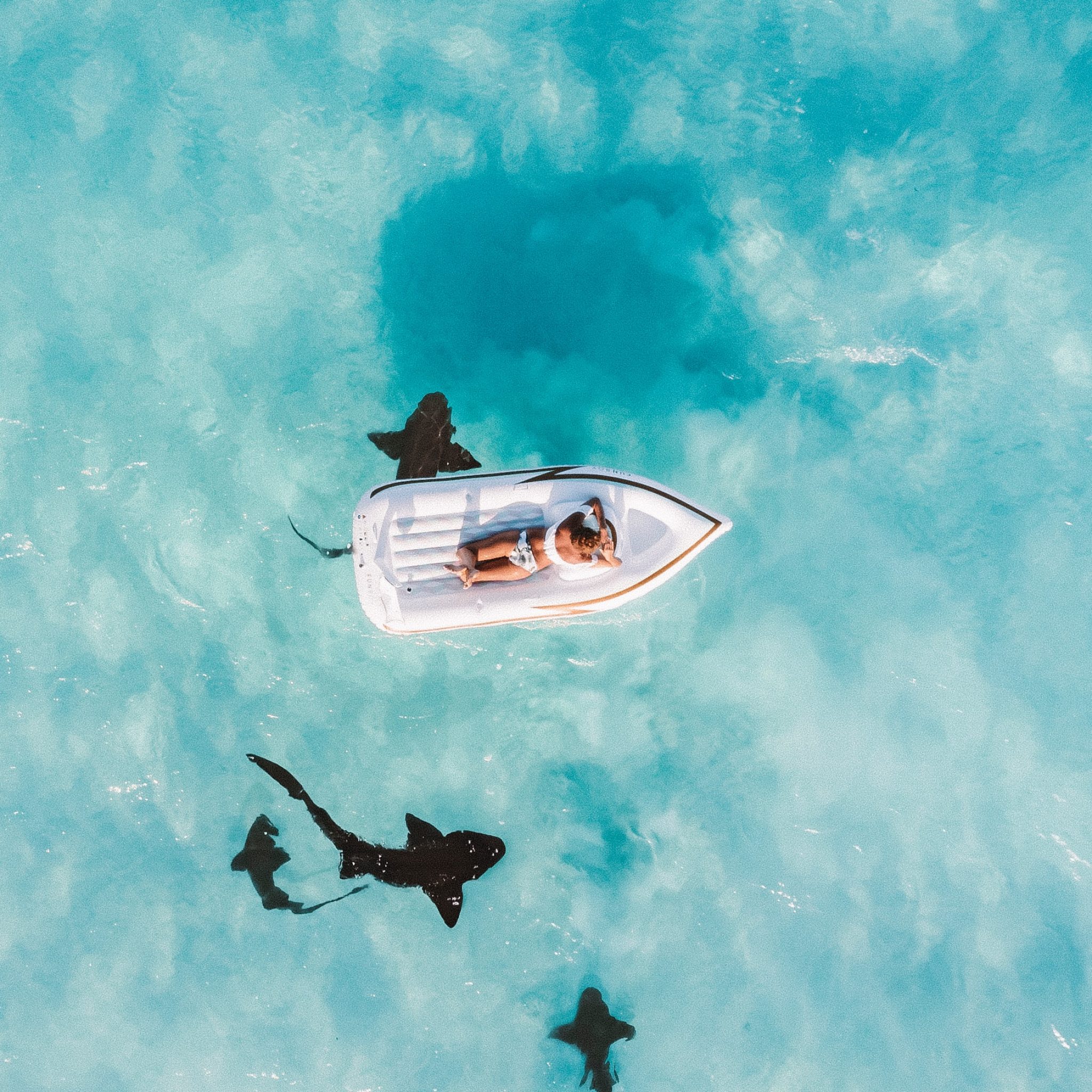 A white rubber boat on crystal clear water, tiger sharks swimming under the boat, at one of the best diving spots in the world.  