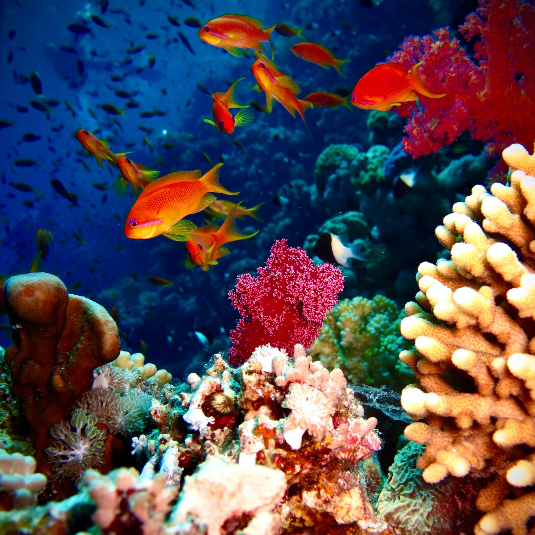 Best diving spots in the world with orange fishes and corals in the sea.