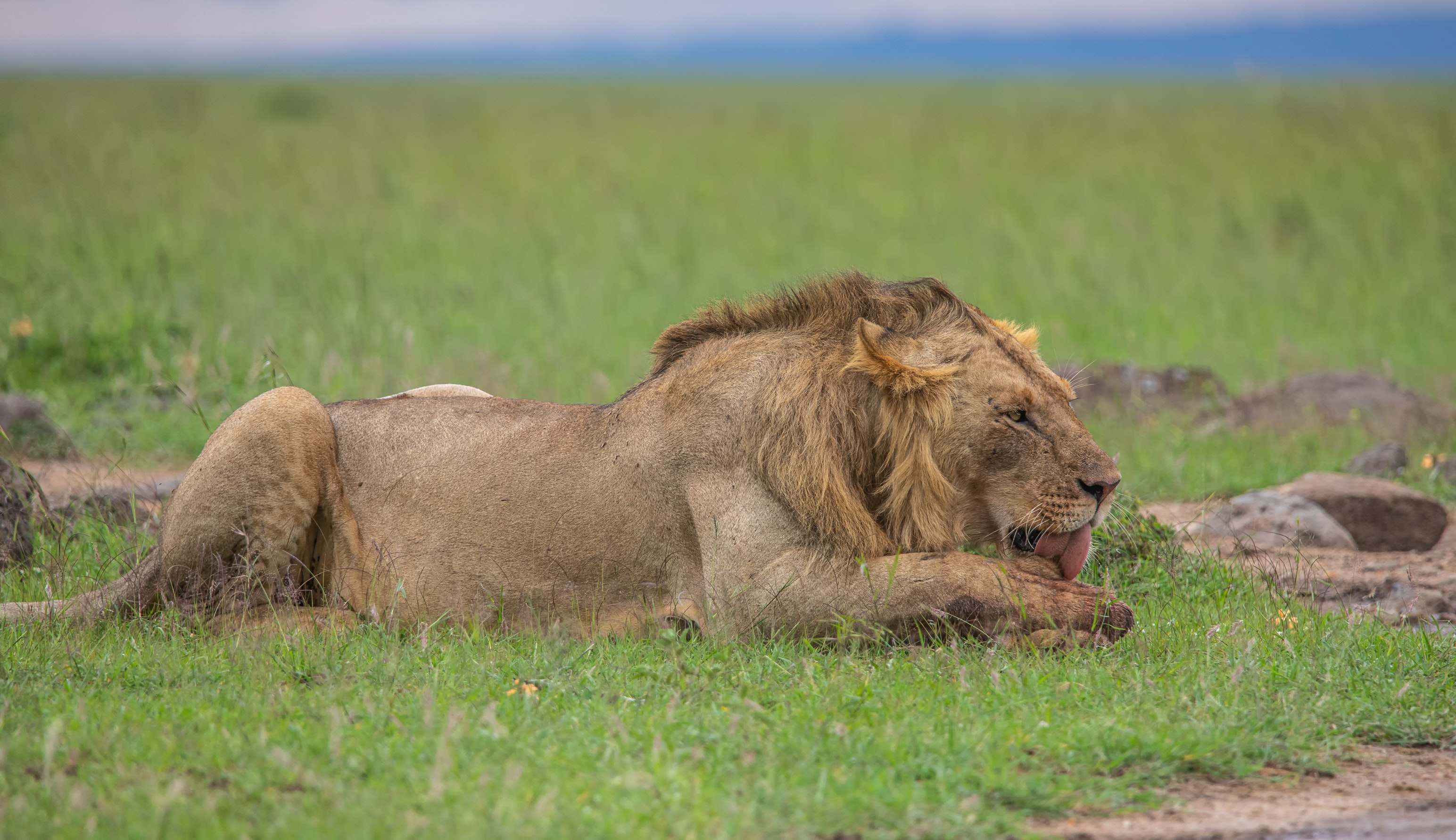 A lion lying down licking its foot in Africa