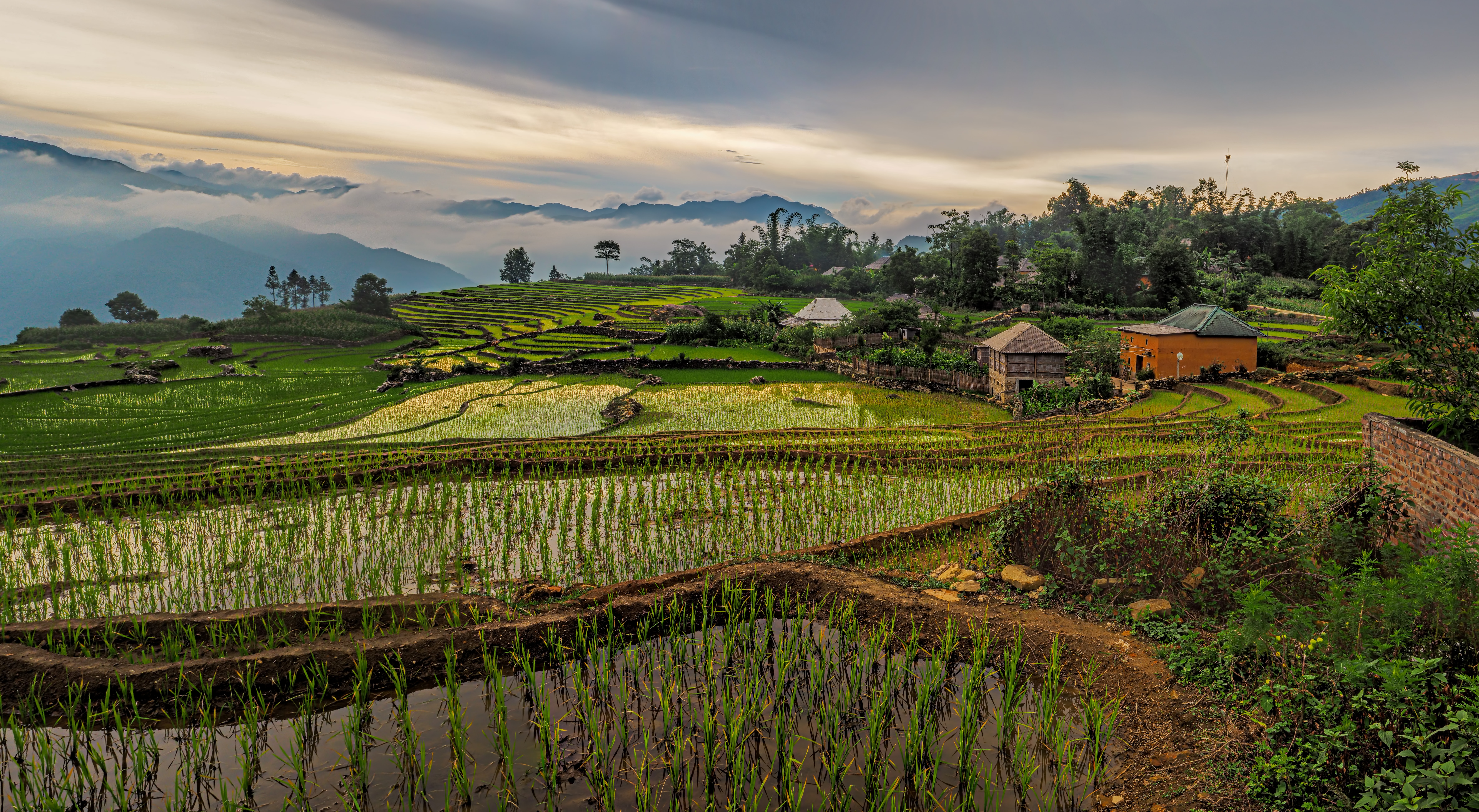 Green rice fields in Vietnam.