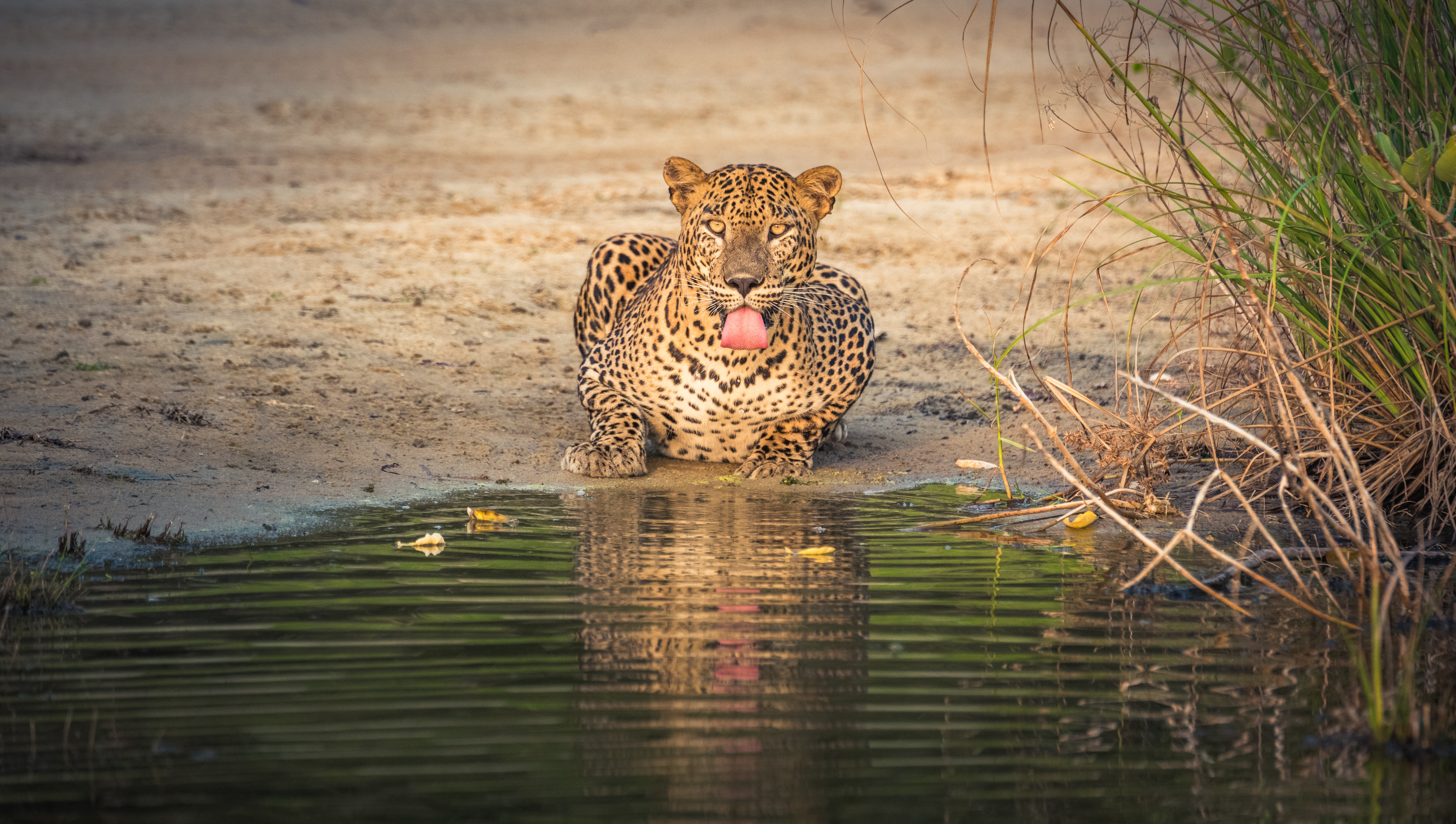 A leopard drinking water in Wilpattu.