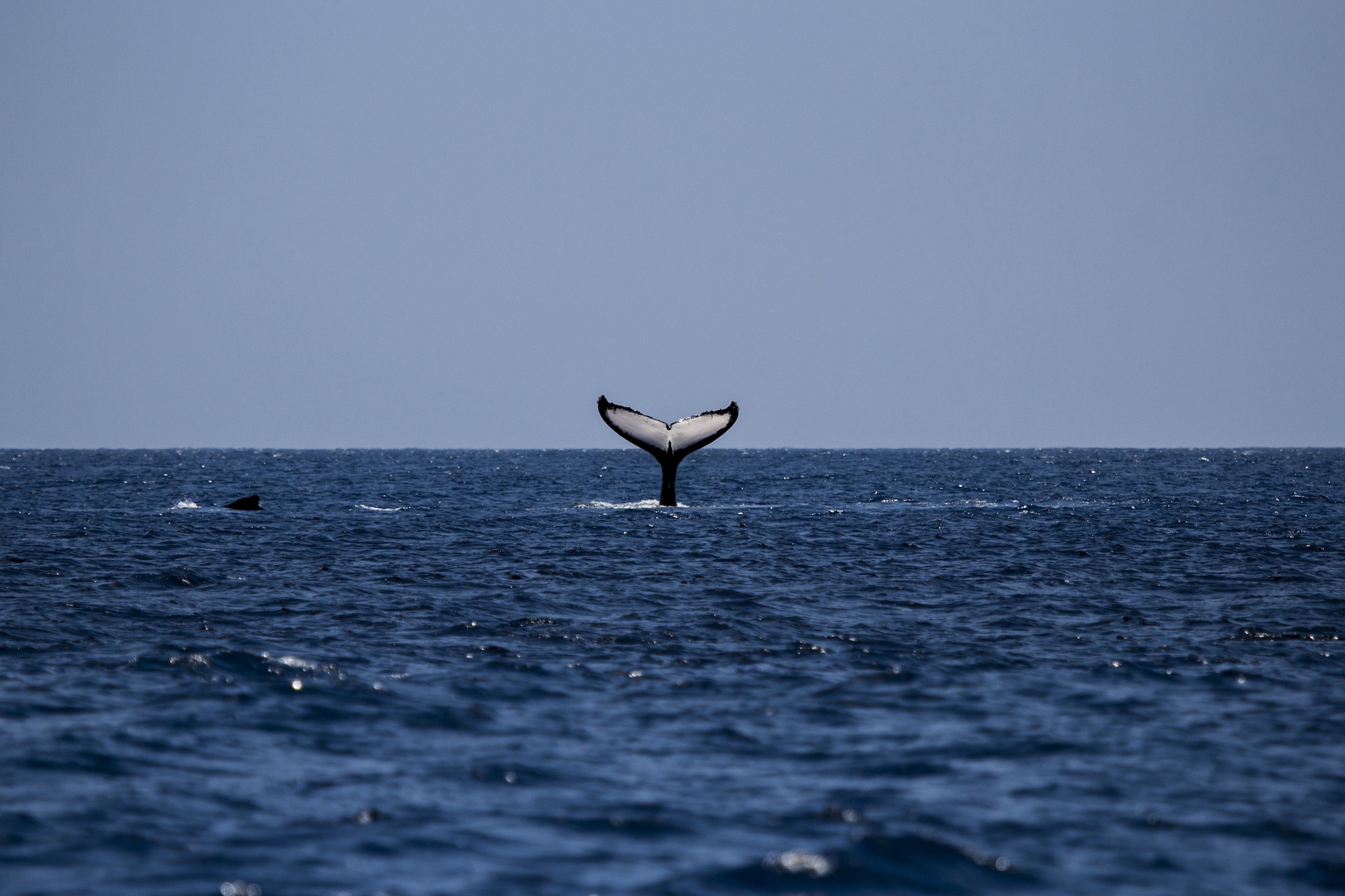 A tail of a whale diving into the blue ocean